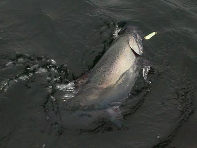 King Salmon hooked King Salmon Hooked