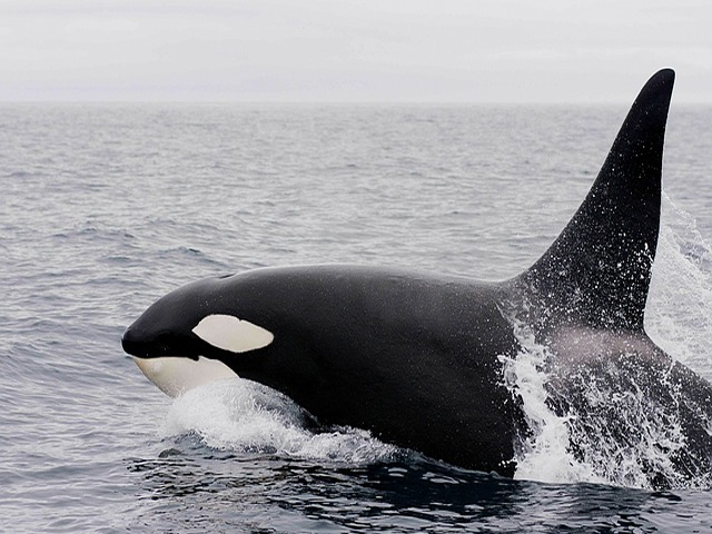 Orca