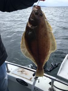 flounder Sand Dab