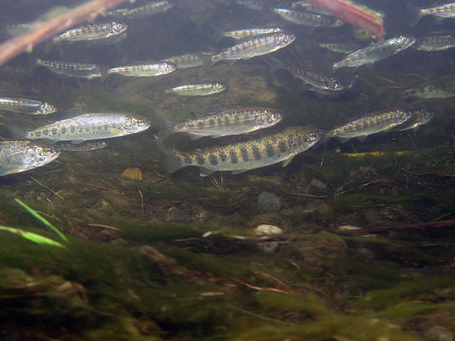 chinook fry King Salmon Fry
